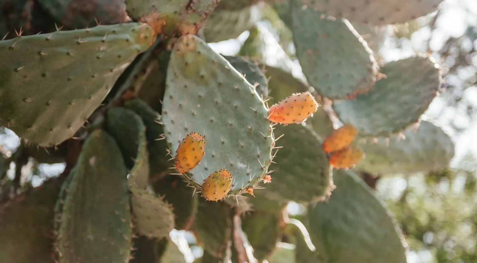 Prickly pear on the terraced Cinque Terre hillsides that surround Corniglia and produce its wine
